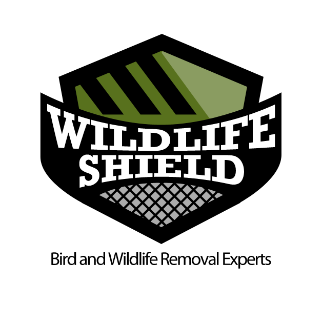 wildlife removal toronto