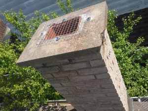 raccoon in chimney