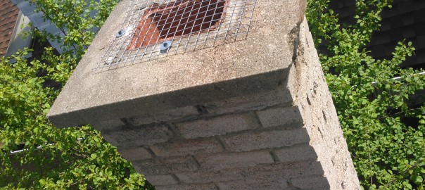 raccoon in chimney