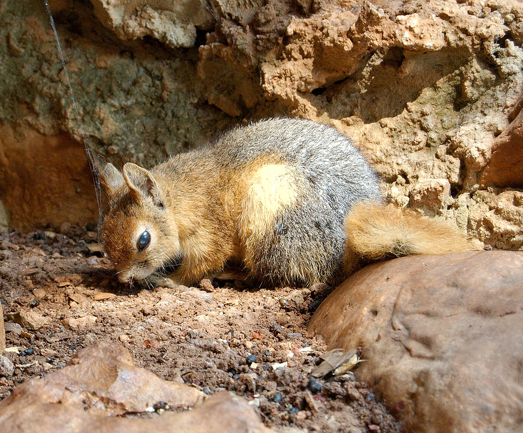 What to Do If a Squirrel Bite You Wildlifeshield.ca