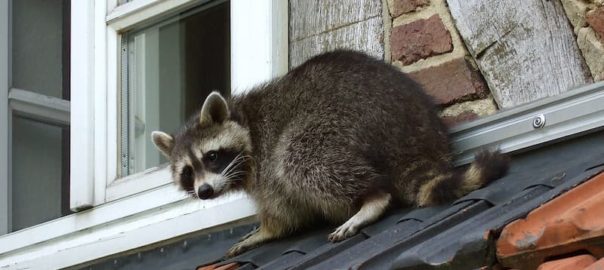 How To Outsmart Raccoons - Some Methods