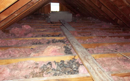 raccoon feces attic