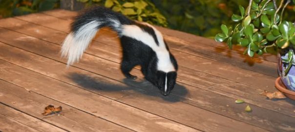 Skunks Living Under Deck