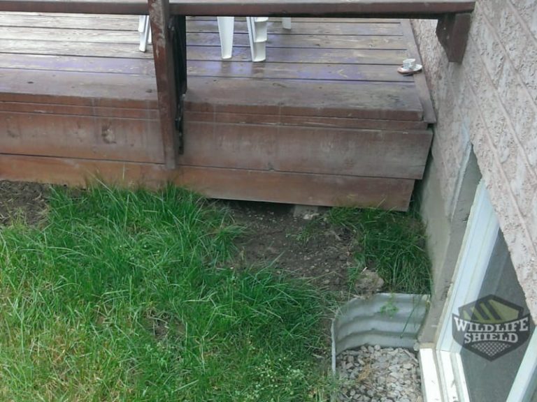 Removing Raccoons Under a Deck Wildlifeshield.ca