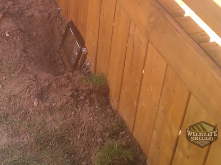 Removing Raccoons Under a Deck Wildlifeshield.ca