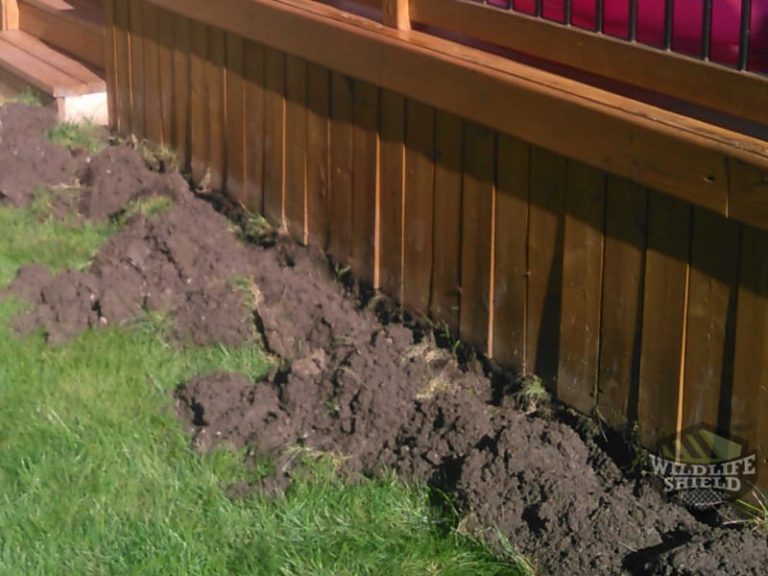 Removing Raccoons Under a Deck Wildlifeshield.ca