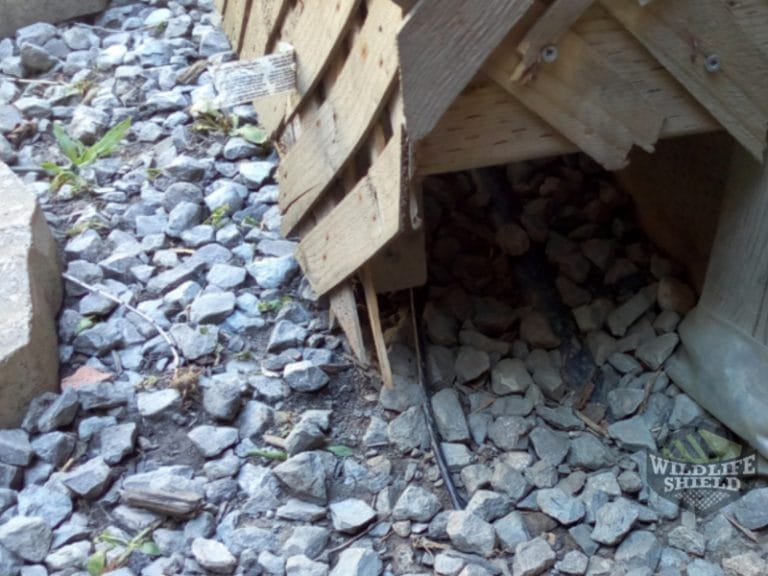 Removing Raccoons Under a Deck Wildlifeshield.ca