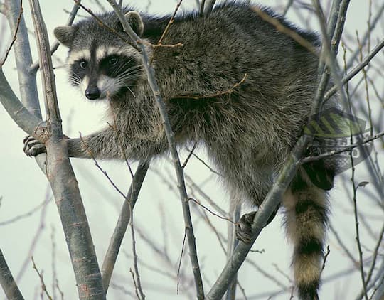 raccoon stuck up on tree