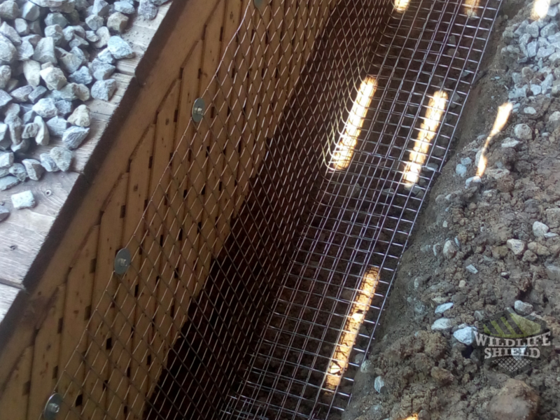 Removing Raccoons Under a Deck - Wildlifeshield.ca