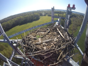 osprey, osprey nest, tower climbing