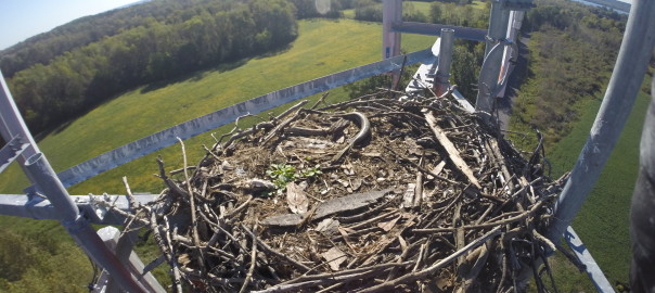 osprey, osprey nest, tower climbing