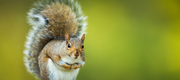 wildlife shield squirrel removal