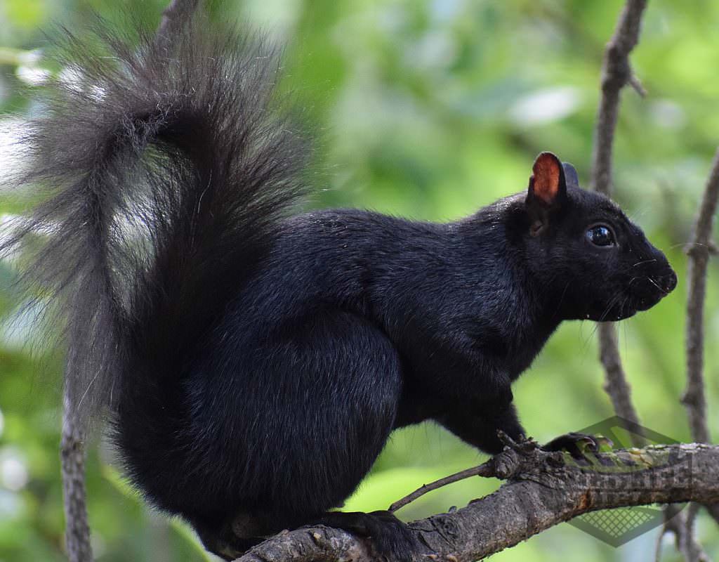 black squirrel