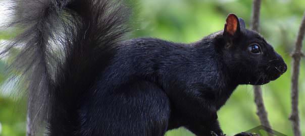 black squirrel