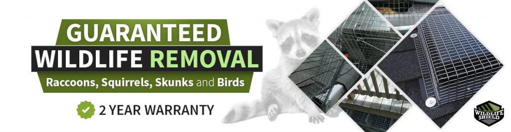 guaranteed wildlife removal 1