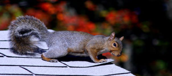 squirrel on the roof