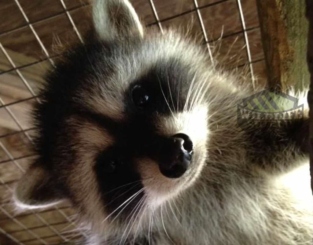 raccoon baby