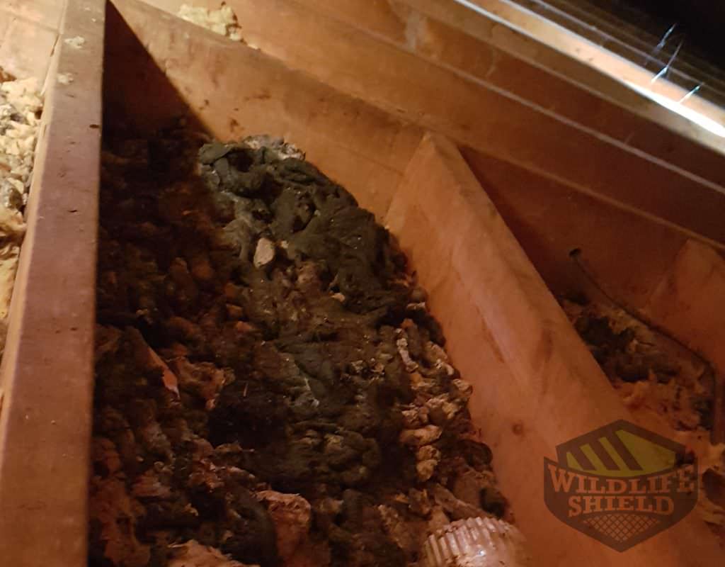 raccoon feces in attic