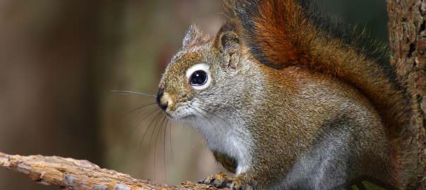 red squirrel