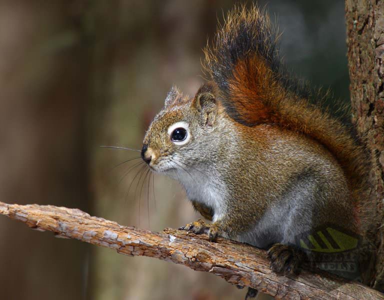 red squirrel