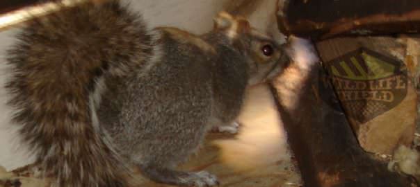 squirrel building a nest in the attic