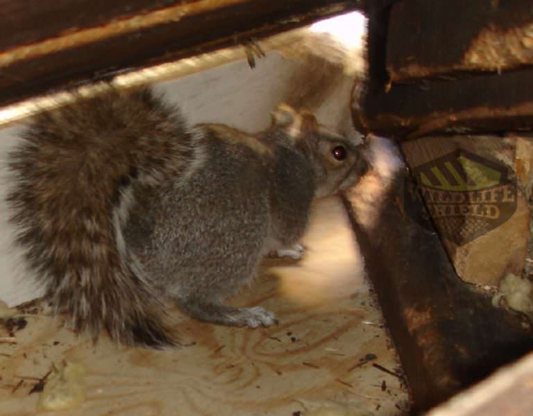 Noises in the Attic Early Morning Squirrels Wildlifeshield.ca