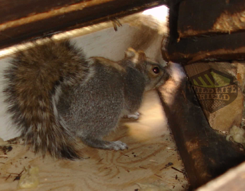 Scratching Sounds in the Attic or Walls - Animals