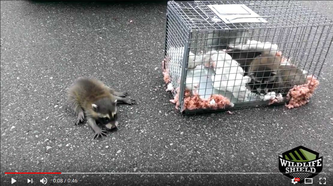 Raccoon Removal Toronto Professional Wildlife Control Services