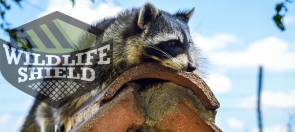 attic cleaning after raccoon invasion