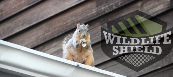 different types of squirrels in ontario