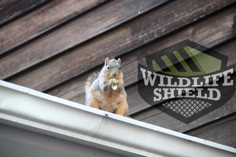 Different Types of Squirrels in Ontario Wildlifeshield.ca
