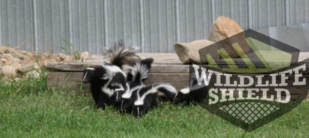 get rid of skunks under shed