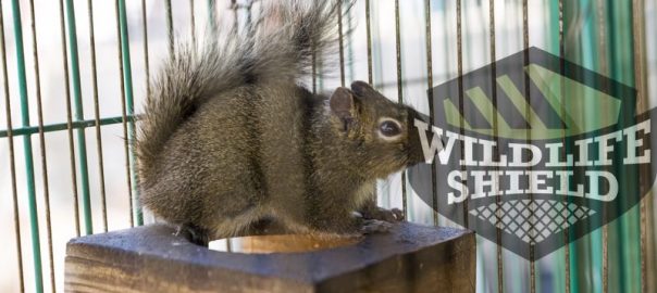homemade squirrel trap – does it work