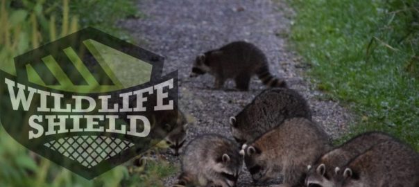 how are raccoon feces dangerous