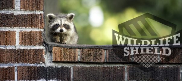 how to get rid of raccoons in garage