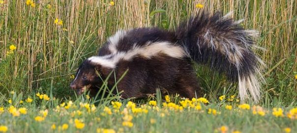 Skunk Trapping Tips – Should You Do it Yourself