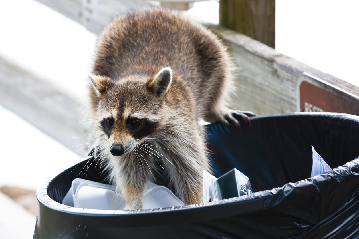 What Do Raccoons Eat in Cities Biology Diagrams