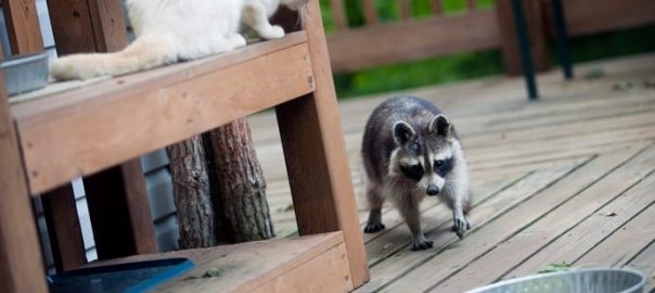 Raccoons Living Under Deck or Shed – What to Do About Them