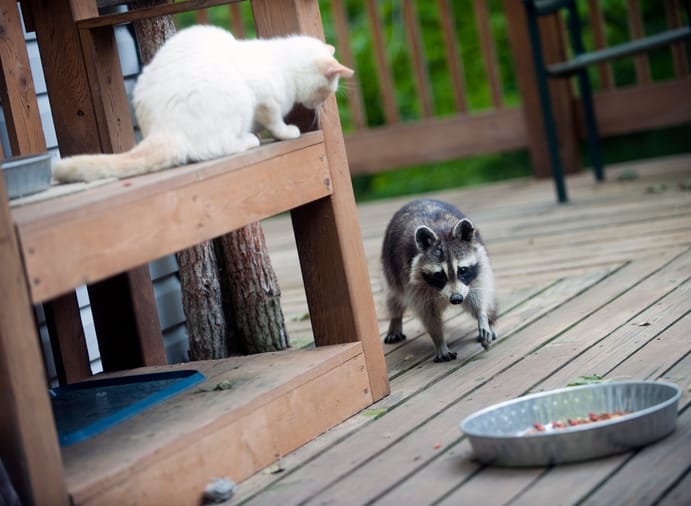 Raccoons Living Under Deck Or Shed What To Do About Them Wildlifeshield Ca