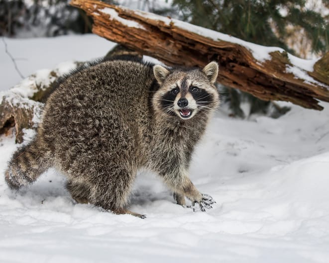 how do raccoons survive winter