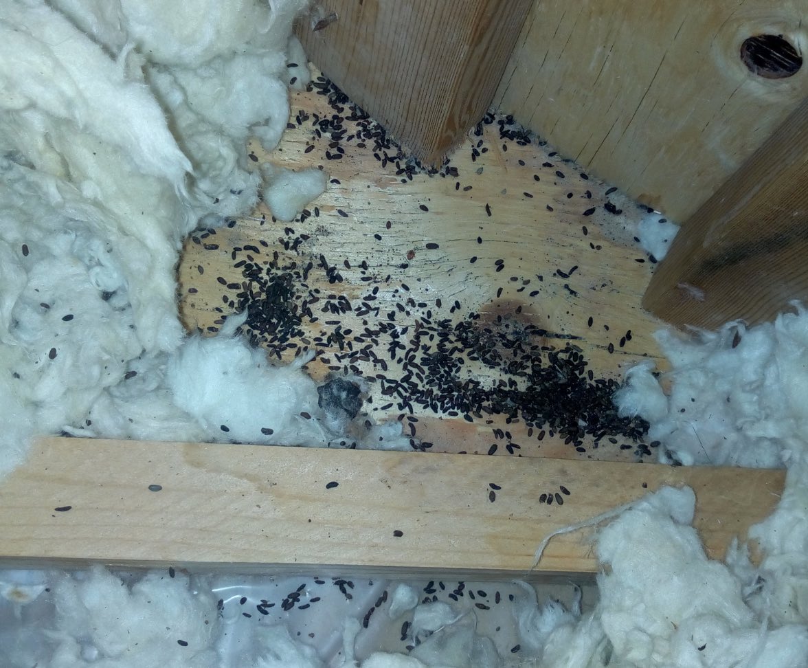 Attic Cleaning Tips from Professionals Wildlifeshield.ca