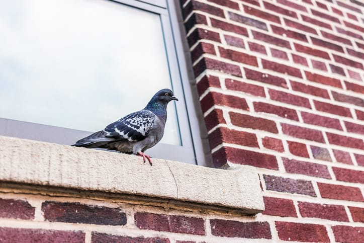 Bird Removal Toronto