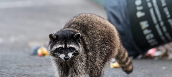 How Do Raccoons Break Into The House