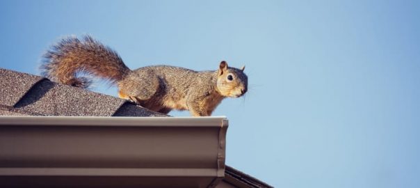 How to Get Rid of Squirrels in an Attic