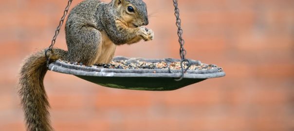 How to Protect Bird Feeders from Squirrels