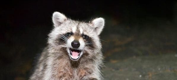 rabid raccoon