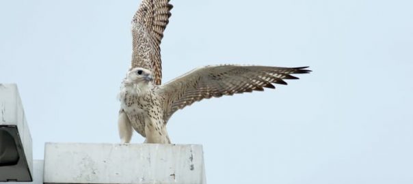 What Predators Squirrels Have in Toronto