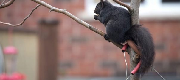 Why Are There So Many Black Squirrels in Toronto