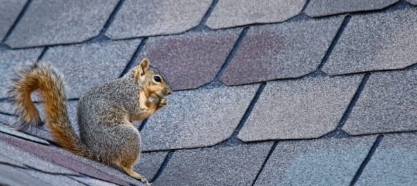 How to Seal Off My Attic So Squirrels Can’t Access It