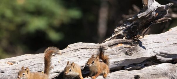 What to Do If You Find a Baby Squirrel